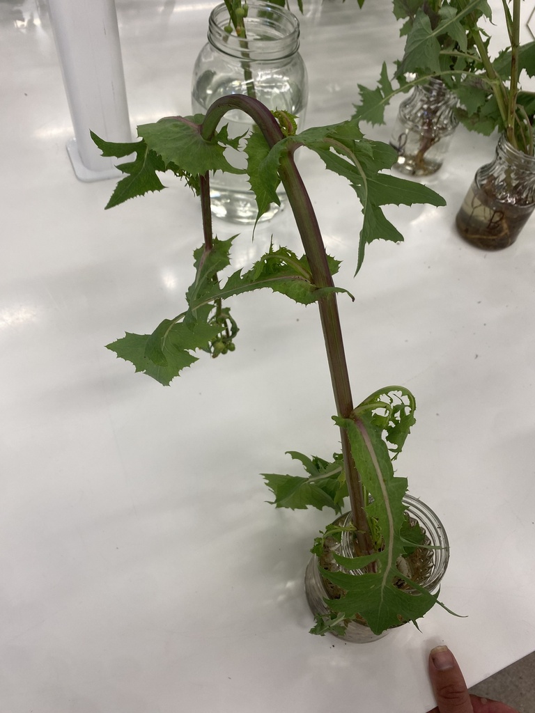 Common Sow Thistle From The University Of Queensland Gatton Campus