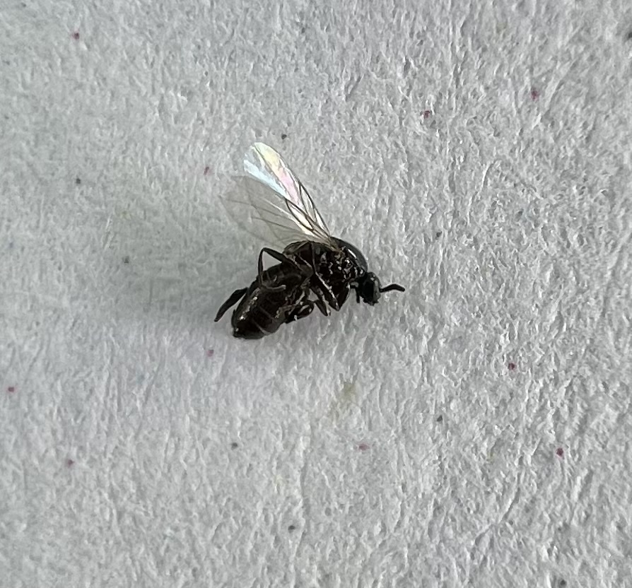 Minute Black Scavenger Flies From Sh Milano Tx Us On March