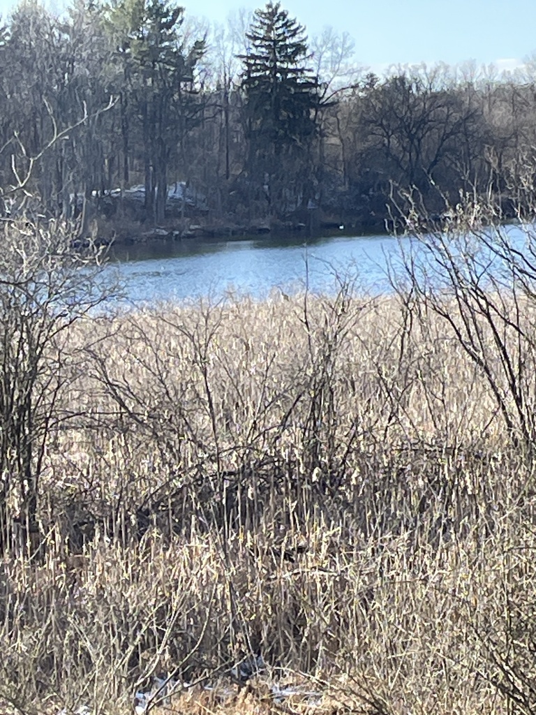 Sandhill Crane From Gull Lake Country Club Richland Mi Us On March