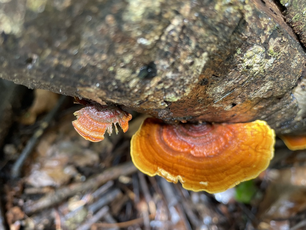 False Turkey Tail From Hallorans Hill Conservation Park Atherton QLD