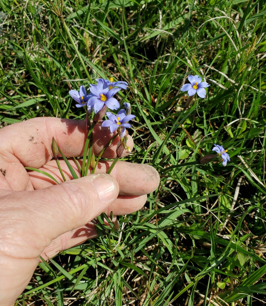 Blue Eyed Grasses From Texas City TX USA On March 22 2024 At 12 06