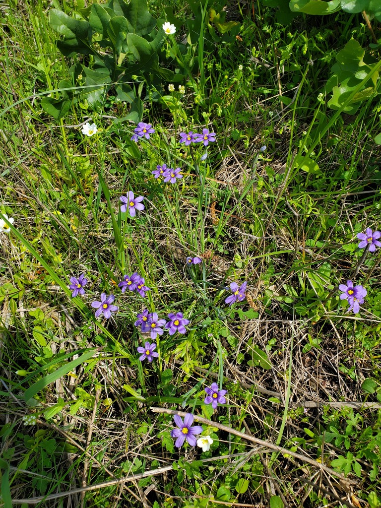 Blue Eyed Grasses From Madison County Tx Usa On March At