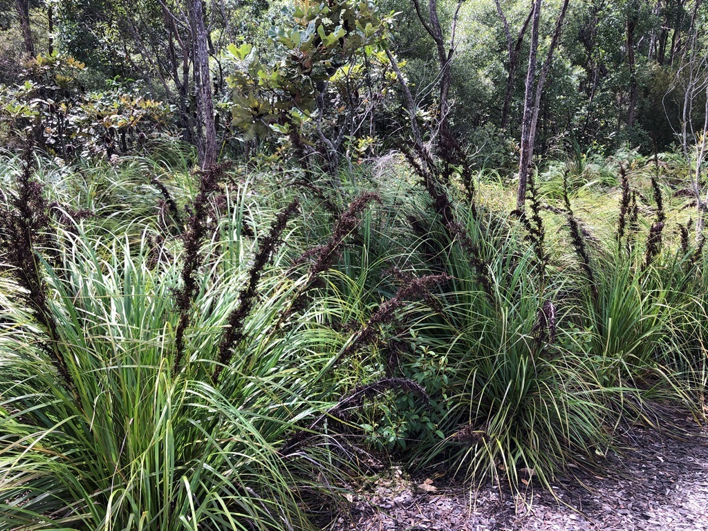 Red Fruit Saw Sedge From K Gari Qld Australia On March