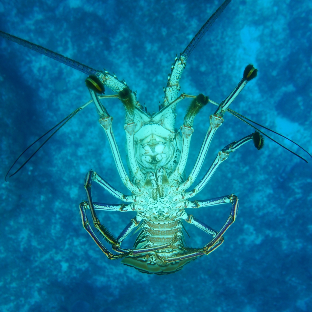 Caribbean Spiny Lobster From San Salvador The Bahamas On May