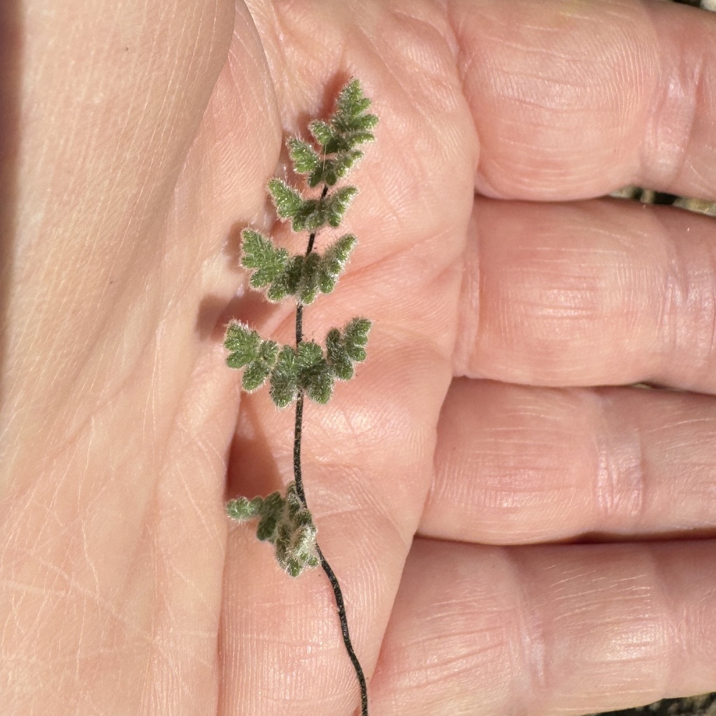 Parry S Lip Fern From Anza Borrego Desert State Park Julian Ca Us On