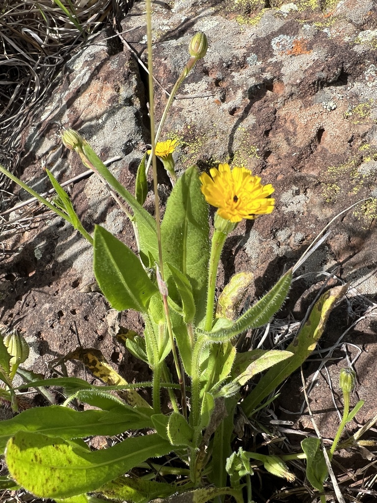 Cretanweed From Santa Rosa Plateau Ecological Reserve Temecula CA US