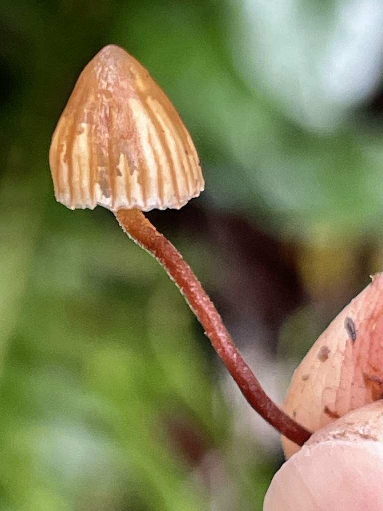 Hairy Leg Bell From Lord Hill Regional Park Snohomish WA US On March