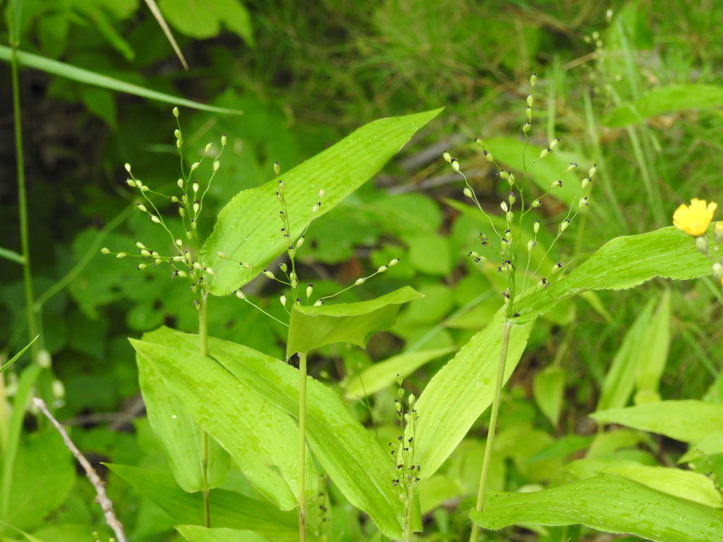 Broad Leaved Panic Grass From Lanark County On Canada On June