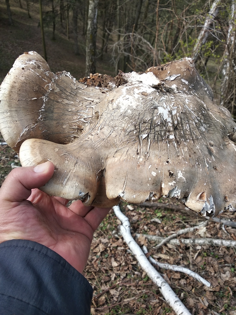 Birch Polypore From Kyiv M M Gryshko National Botanical Garden On