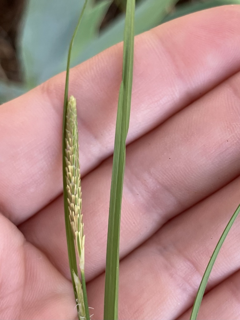 Carex Sect Paniceae From Thom Rd Graham Nc Us On March At