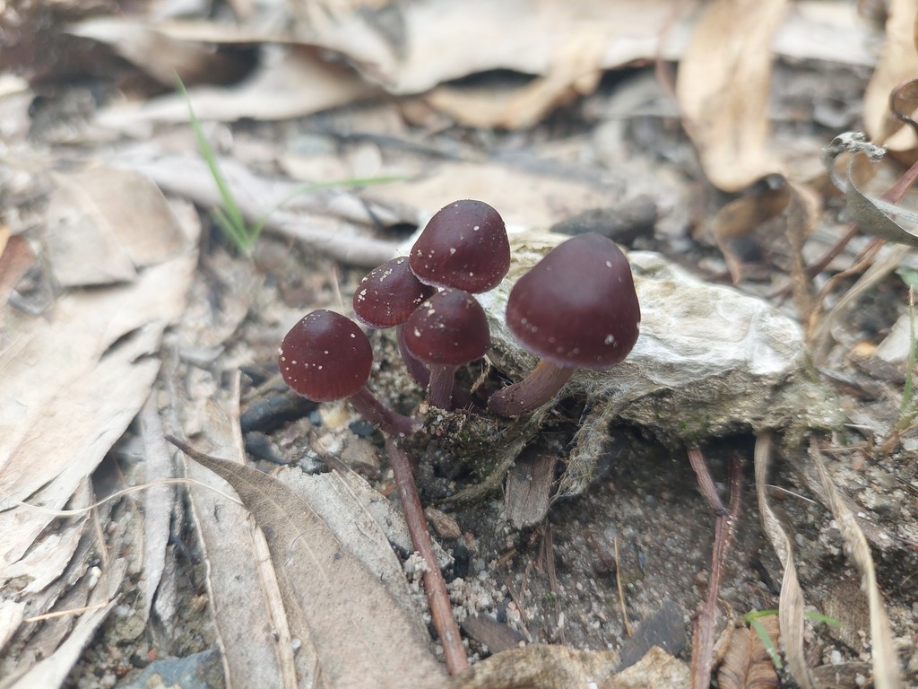 Common Gilled Mushrooms And Allies From Brisbane Qld Australia On