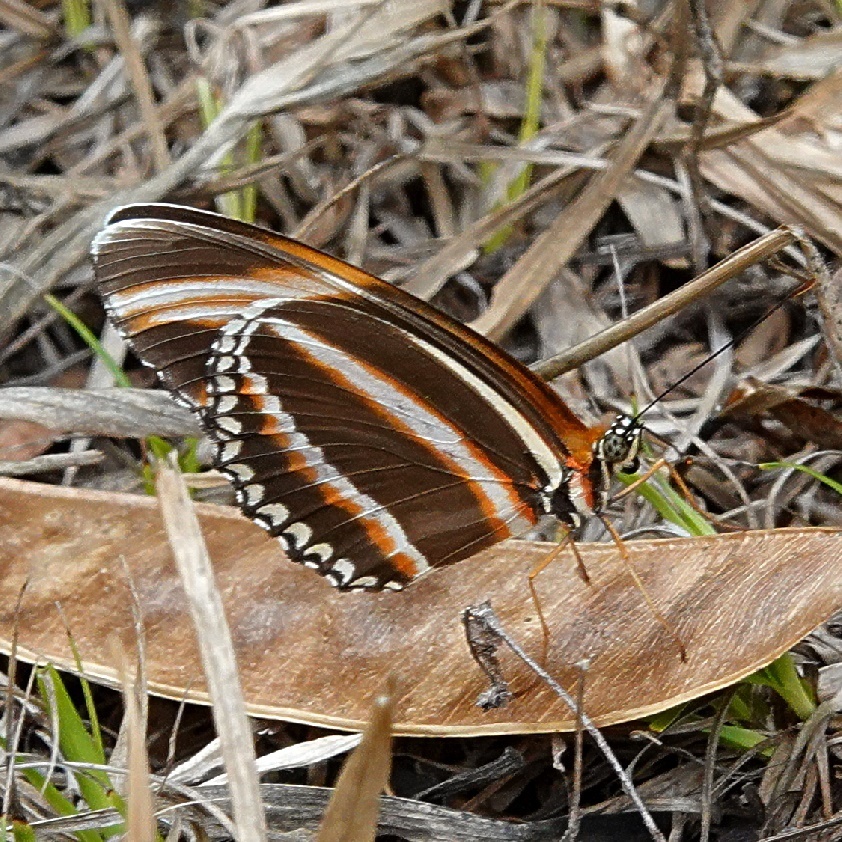 Banded Orange Heliconian from San José Province Rivas Costa Rica on