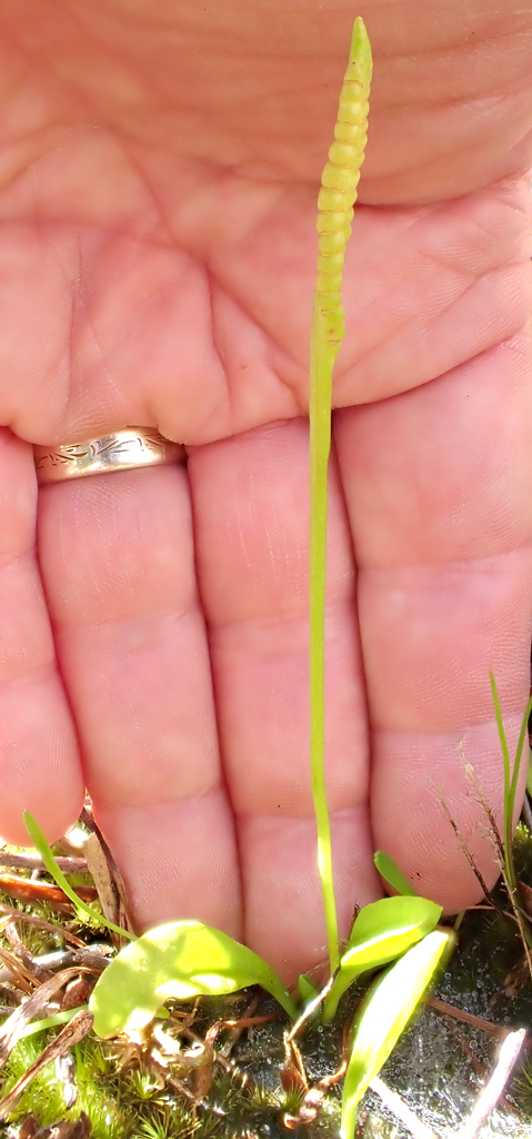 Stalked Adder S Tongue In March By Peter De Lange Locally Common