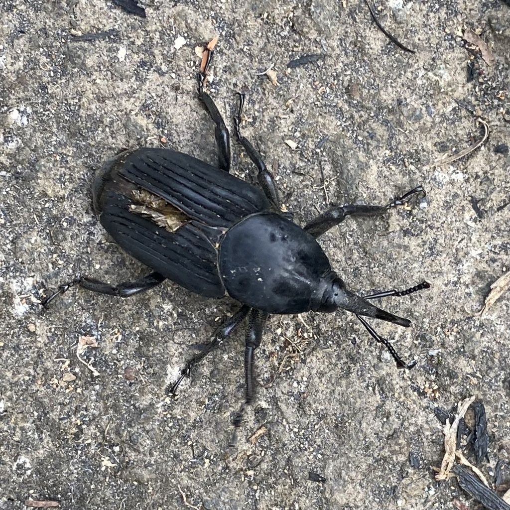 South American Palm Weevil From Santa Lucia Escuintla Gt On March