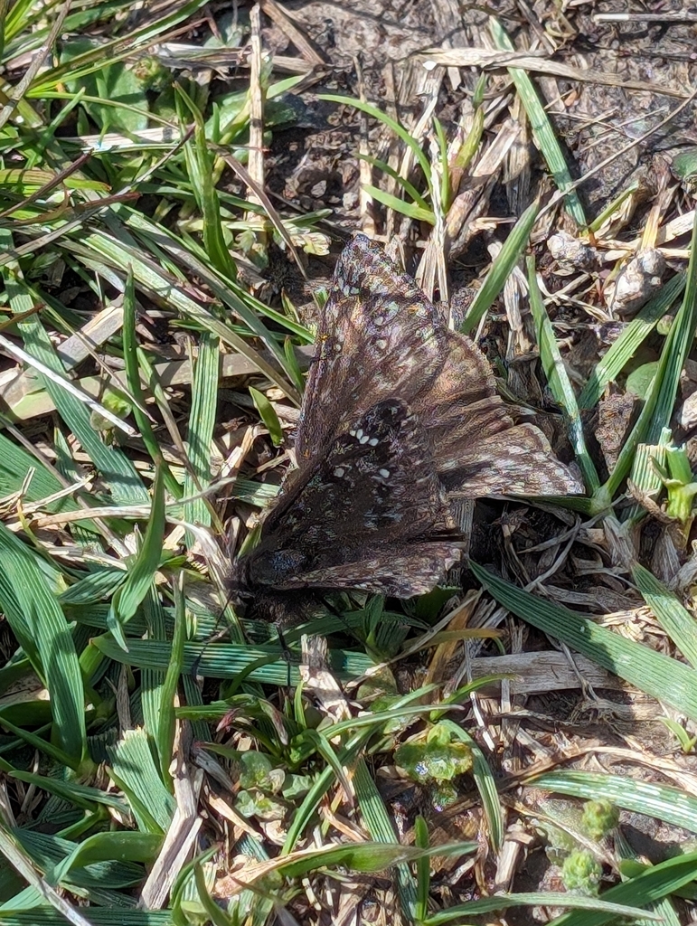 Juvenal S Duskywing From Henrico Va Usa On March At