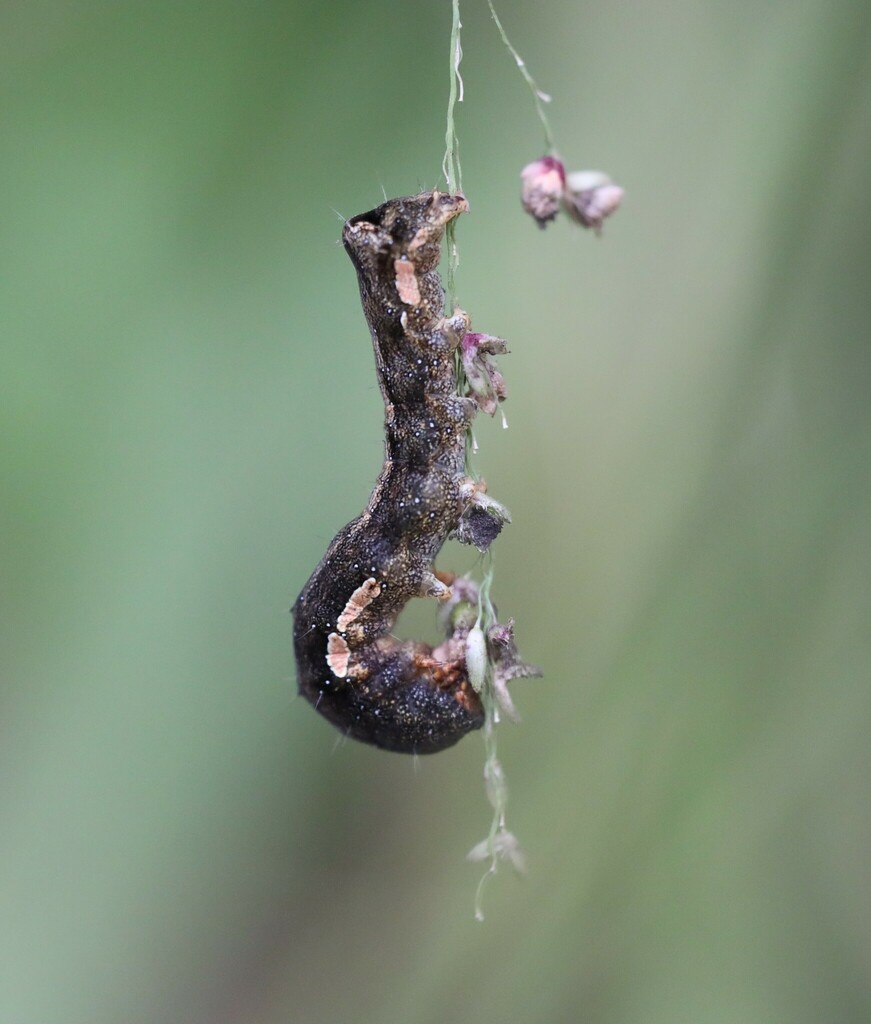 Cacao Armyworm From Running Creek Qld Australia On February