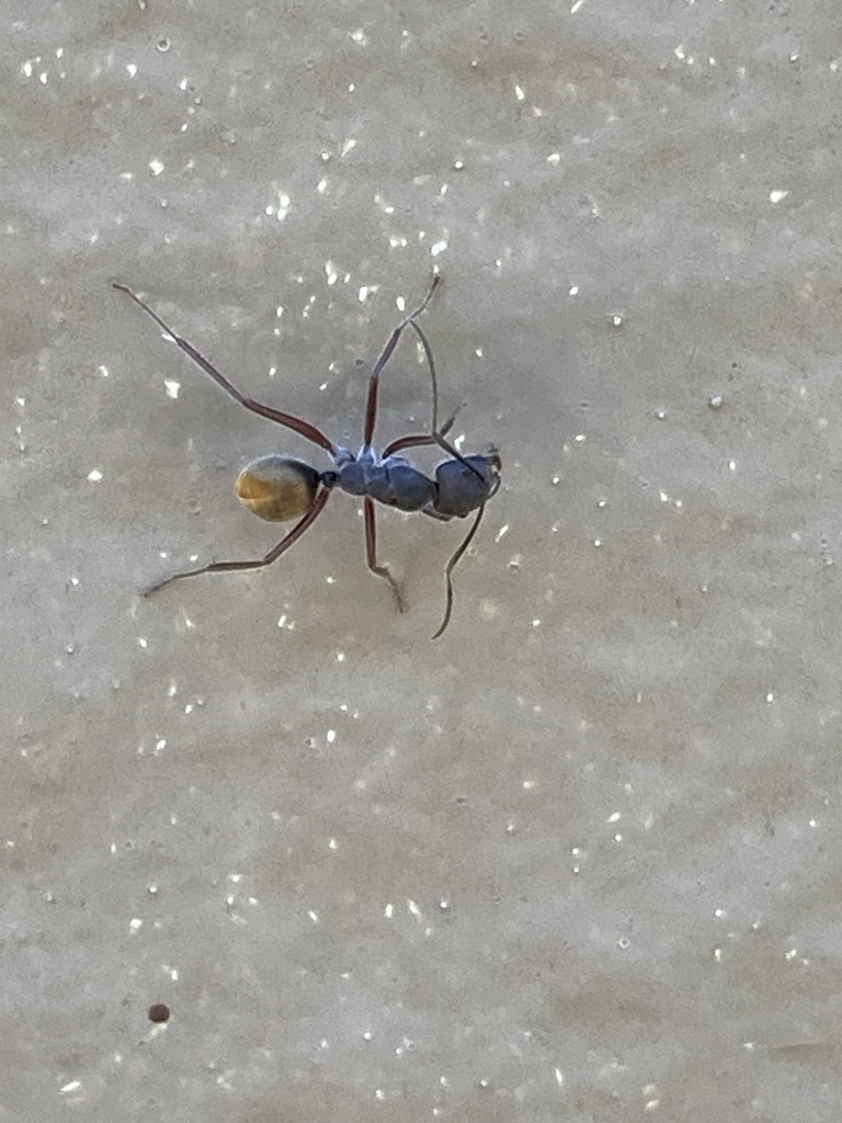 Camponotus Suffusus Bendigensis From Burraneer Rd Coomba Park Nsw Au