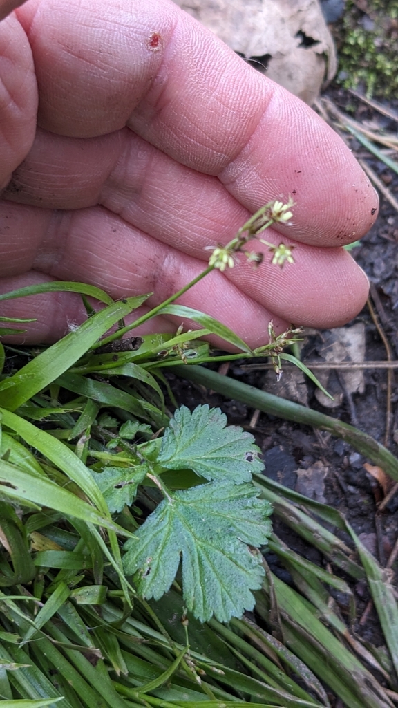 Woodrushes From Heapey Chorley Pr Uk On March At Pm