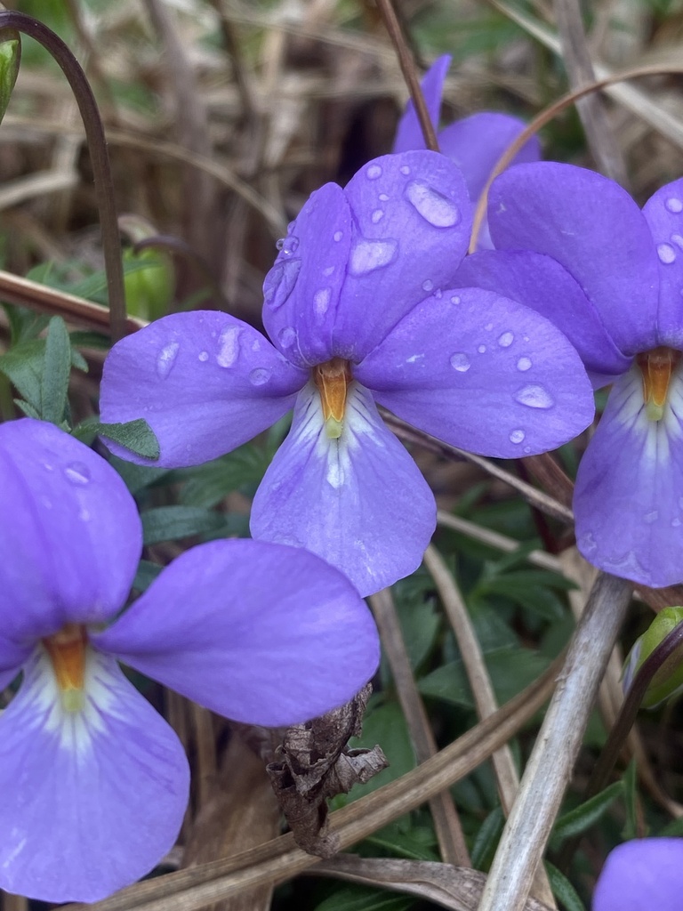 Bird S Foot Violet From Dragon Run State Forest King And Queen Court