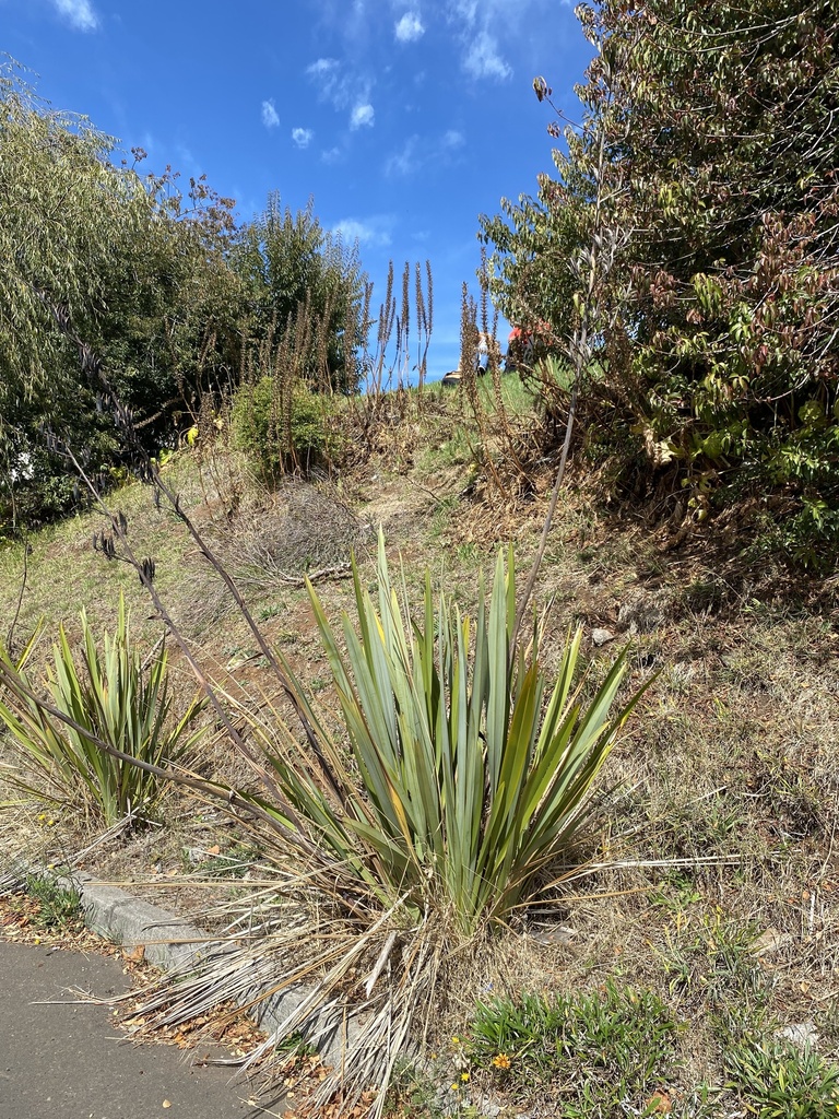 New Zealand Flax From Universidad Cat Lica De La Sant Sima Concepci N