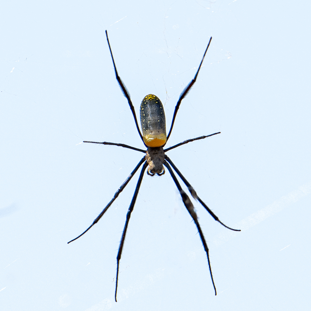 Hairy Golden Orb Weaving Spider From Dr Kenneth Kaunda District