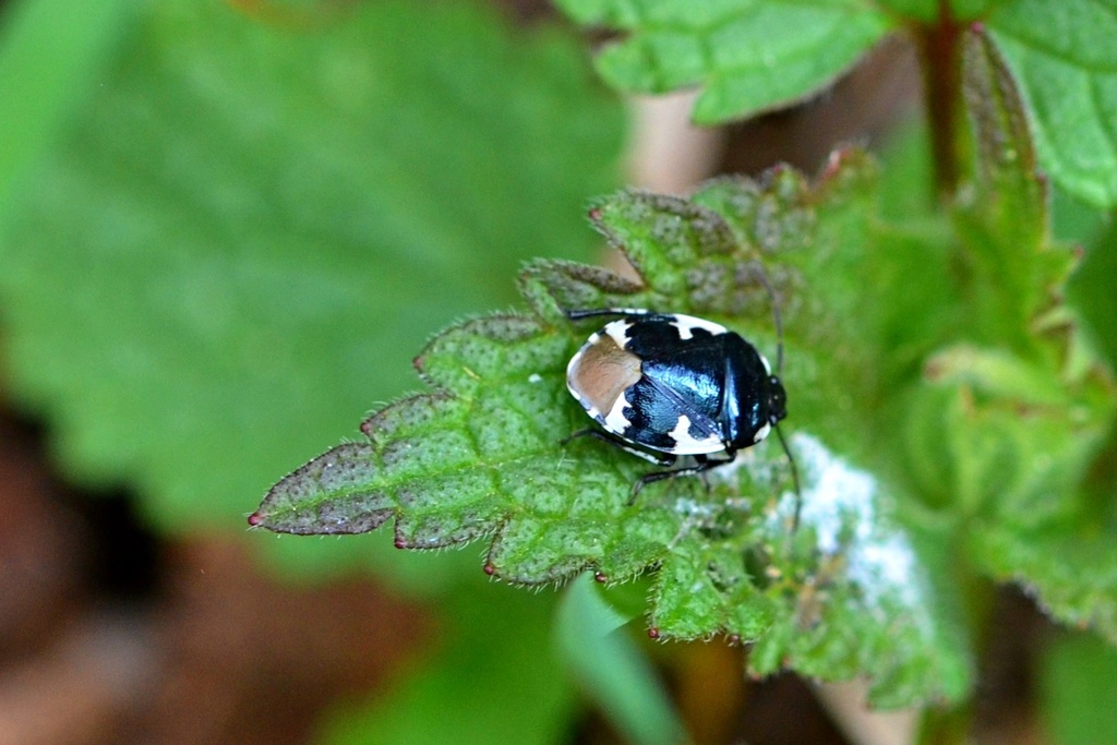 Pied Shield Bug From P Sek P Sek Esko On March At