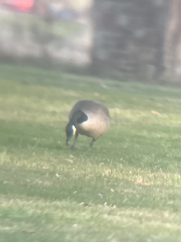 Canada Goose From Ellicott Creek Tonawanda Ny Us On March