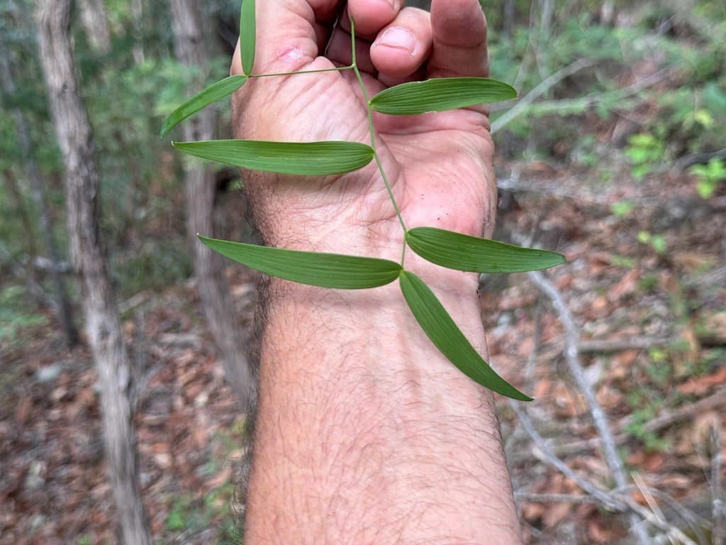 Wombat Berry From Withcott QLD 4352 Australia On April 1 2024 At 10