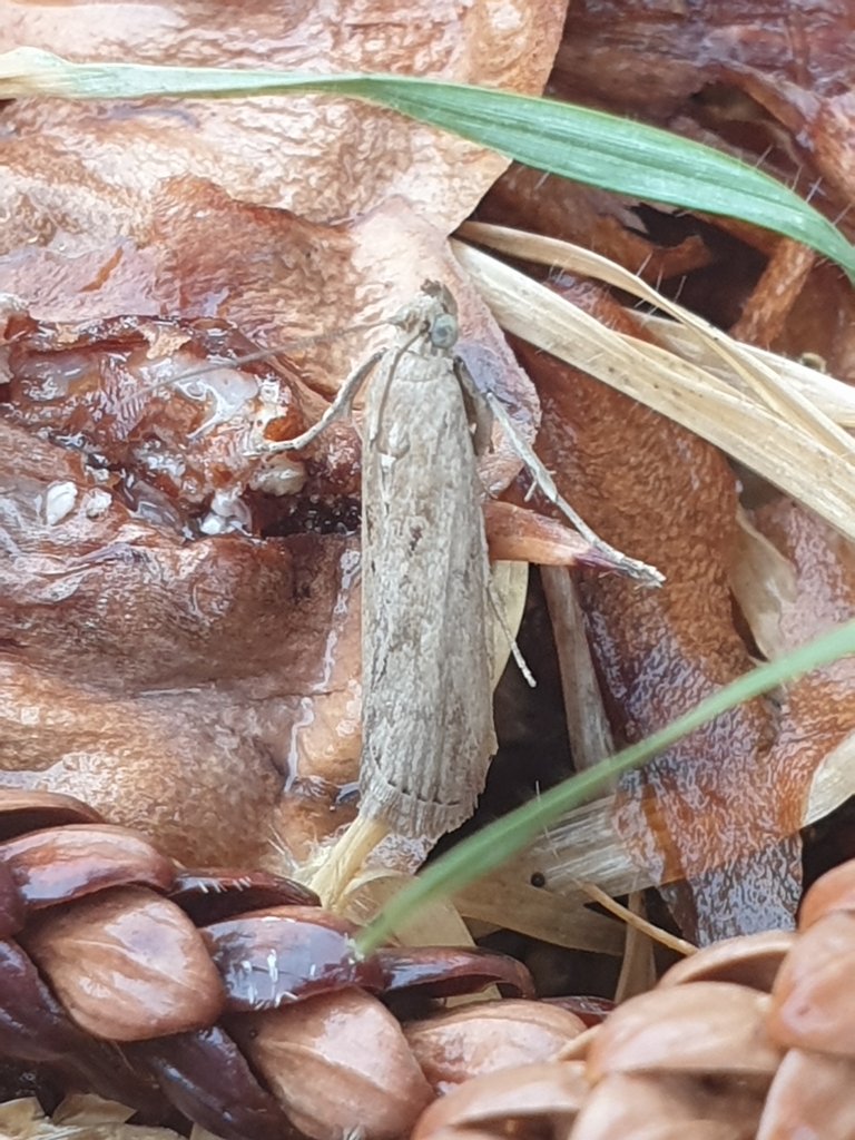 Pyralid And Crambid Snout Moths From Boundary St At Northumberland St