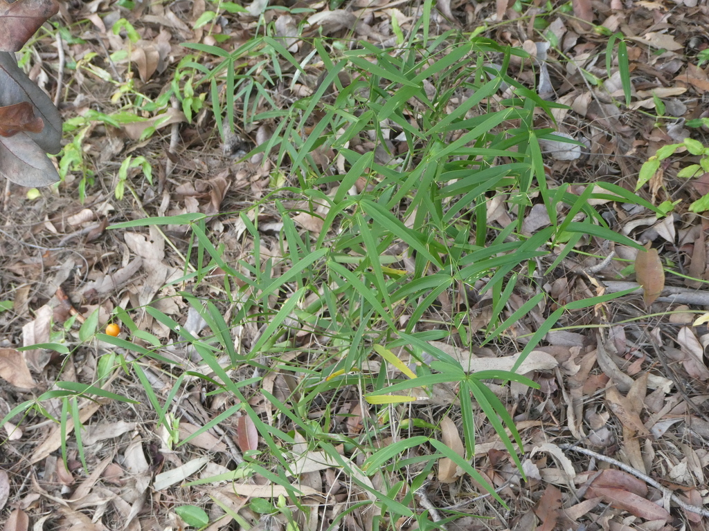 Wombat Berry From Brisbane Qld Australia On April At Am