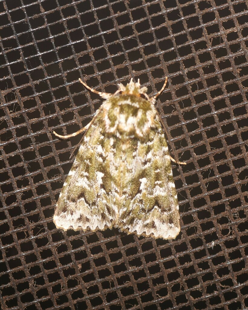 Cascera Muscosa From Springbrook Qld Australia On April