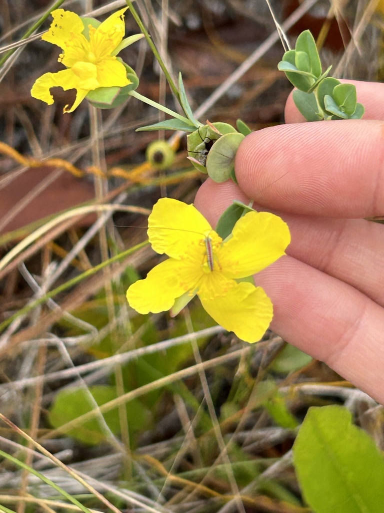 Fourpetal St Johnswort From Jonathan Dickinson State Park Hobe Sound