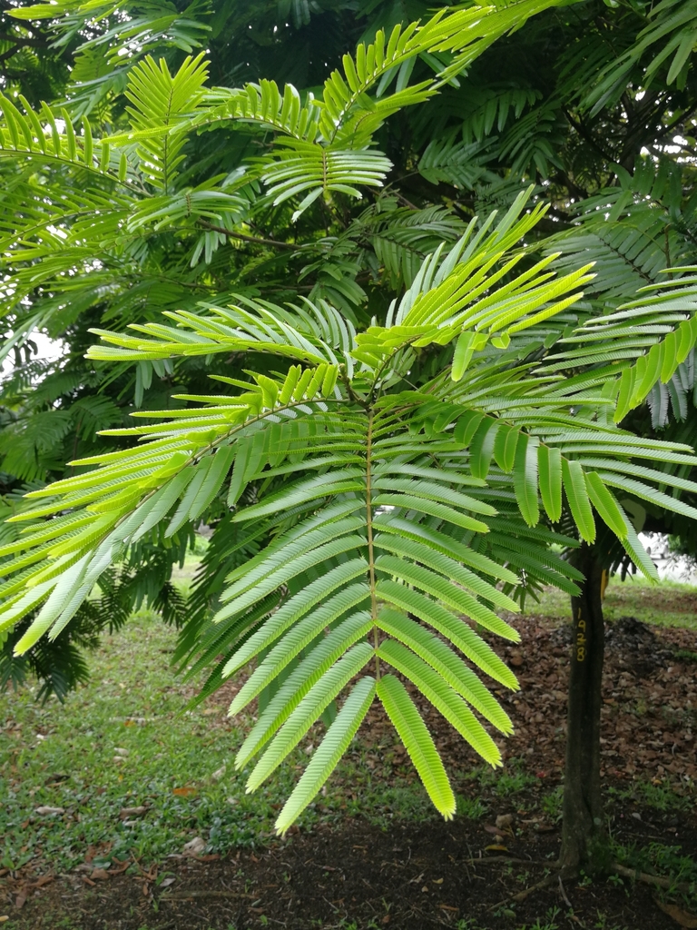 Pentaclethra macroloba from Autopista Nte Medellín Antioquia