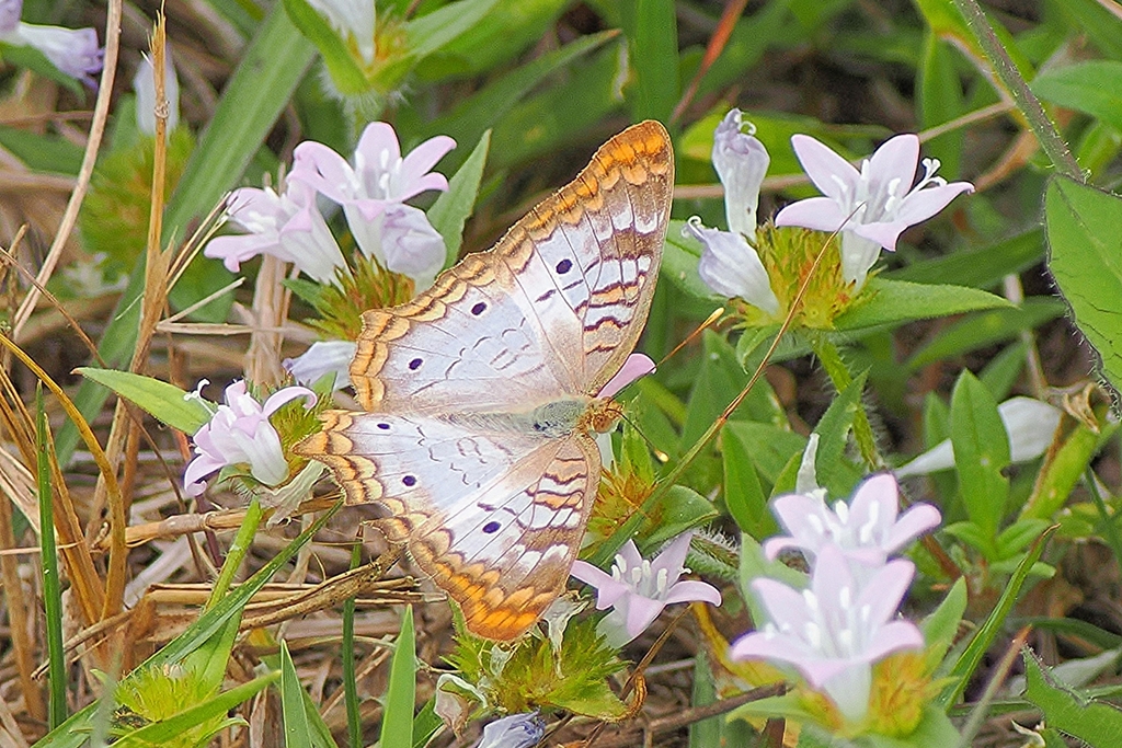 White Peacock From Arthur R Marshall Loxahatchee Wildlife Refuge Marsh