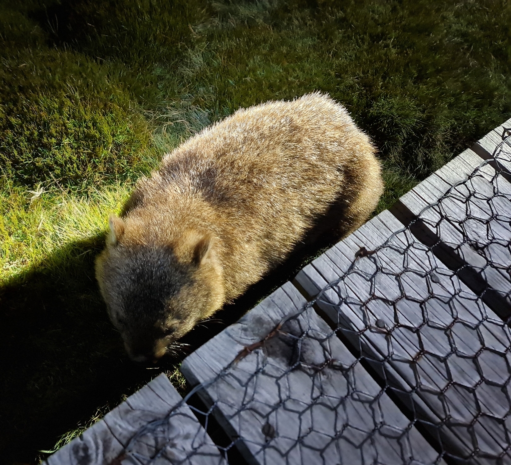 Tasmanian Wombat From Cradle Mountain Tas Australia On March