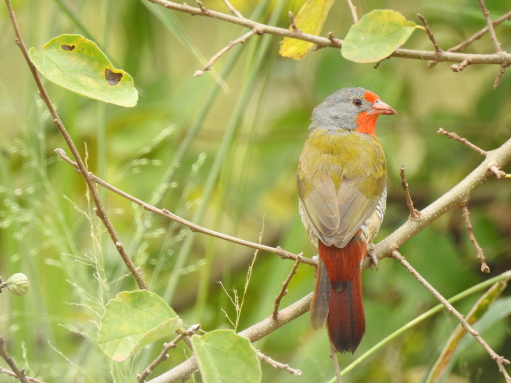 Green Winged Pytilia From Serengeti Serengeti National Park Tz Ma Tz