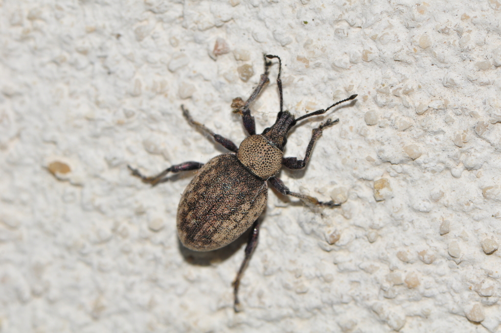 Alfalfa Snout Beetle From Hollabrunn Sterreich On April At