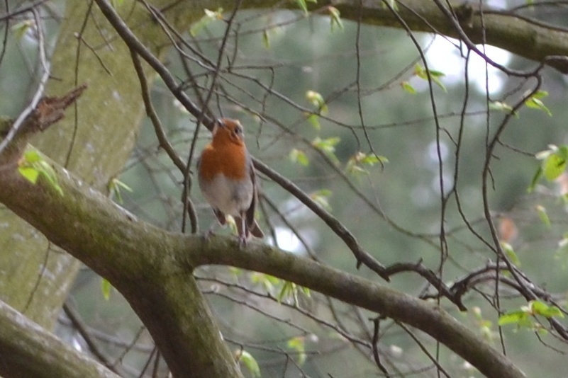 European Robin from 397 01 Písek Písek 1 Česko on March 31 2024 at 12