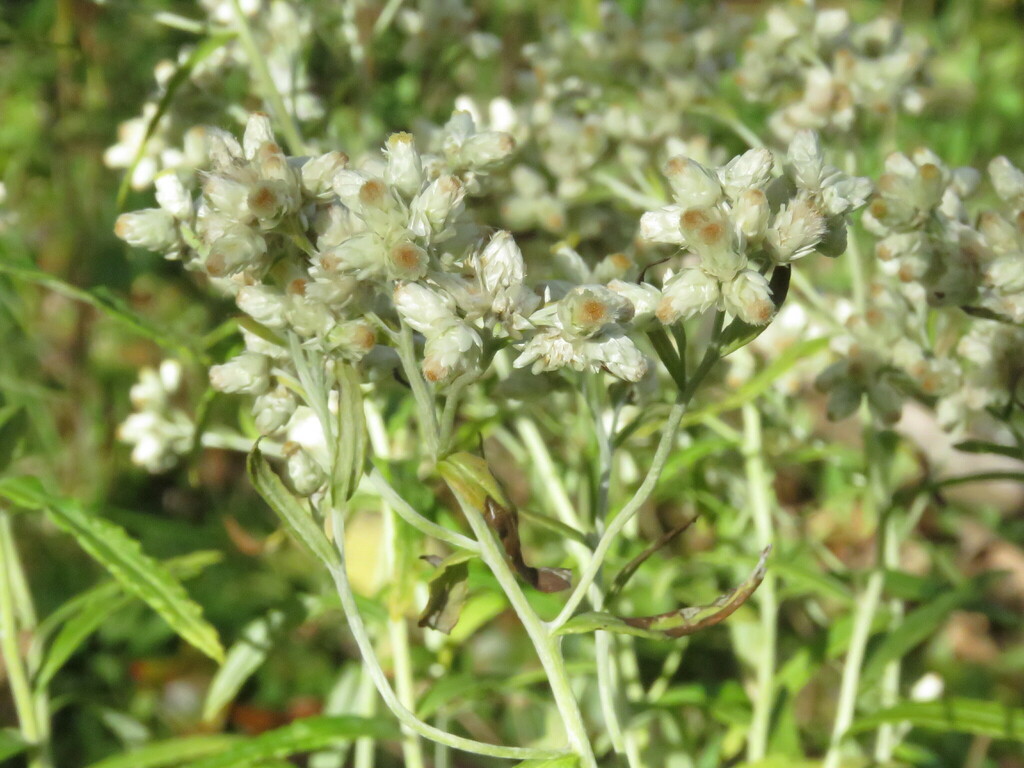 Sweet Everlasting From Macrae Farm Park 1136 Macrae Rd Colchester VT