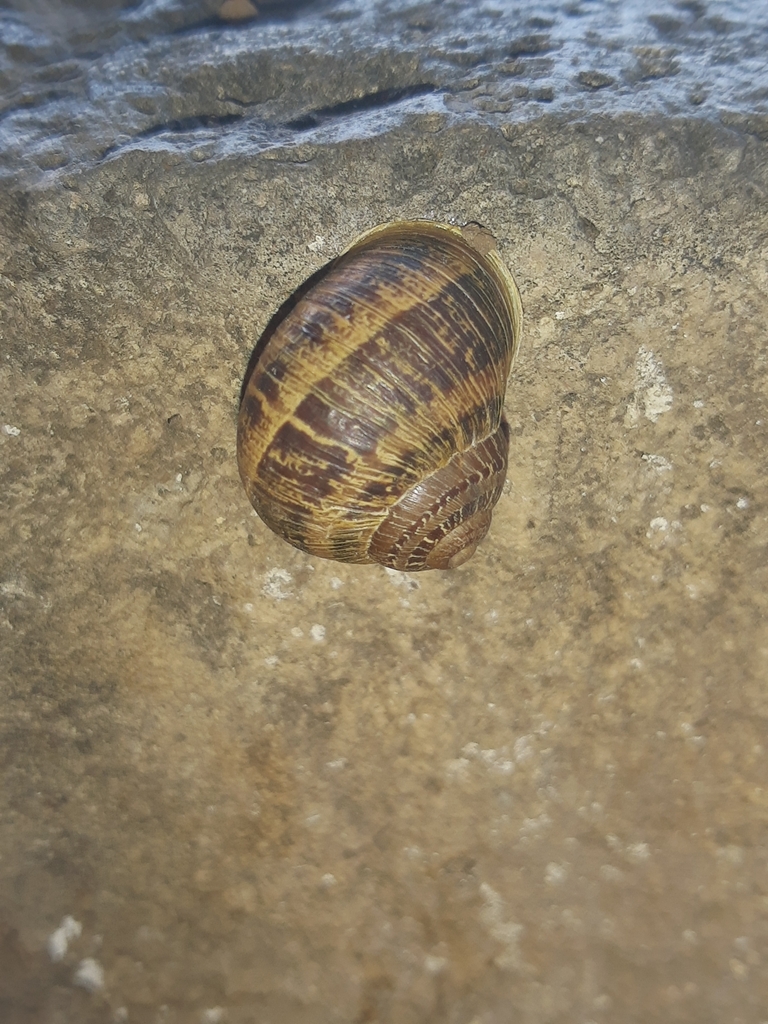 Garden Snail from Centro histórico de Morelia 58000 Morelia Mich