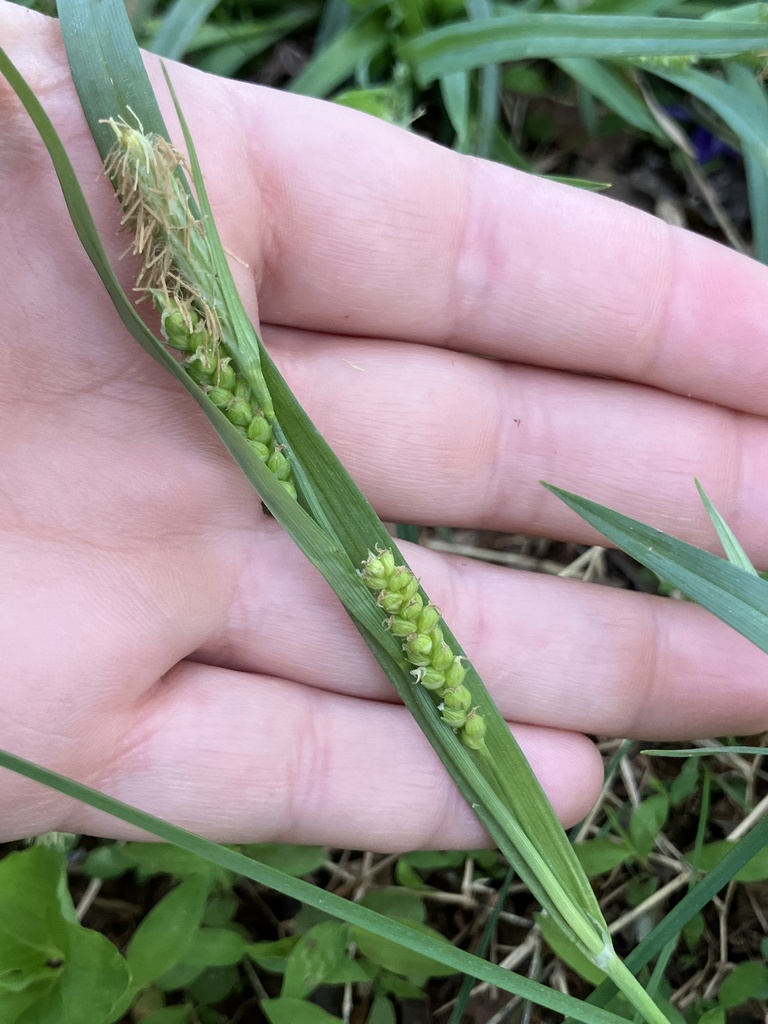 Blue Sedge From Thom Rd Graham Nc Us On April At Pm By