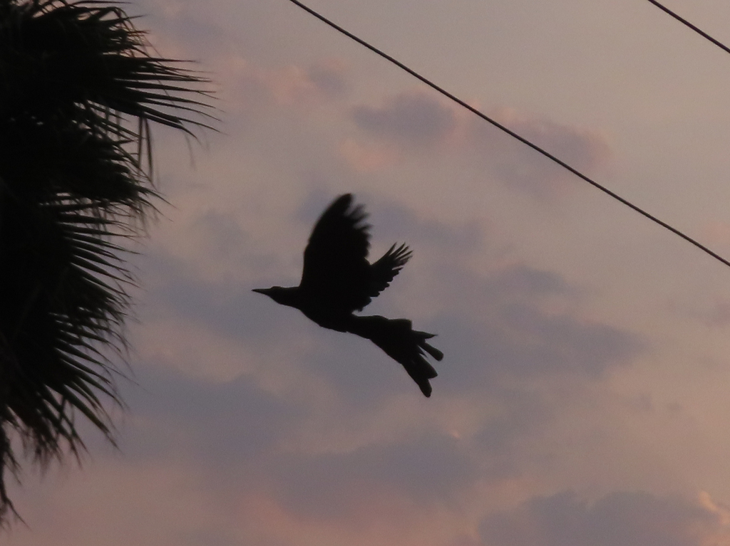 Great Tailed Grackle From Bosques De Aragon Cdad Nezahualc Yotl M X