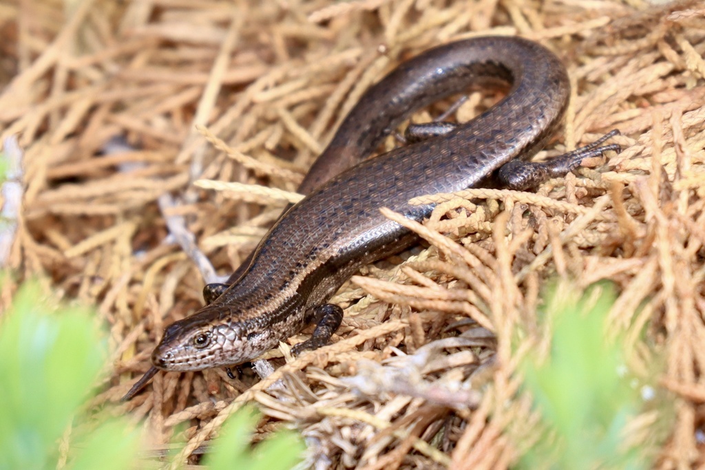 Metallic Coolskink From Museum Of Old And New Art Berriedale Tas Au