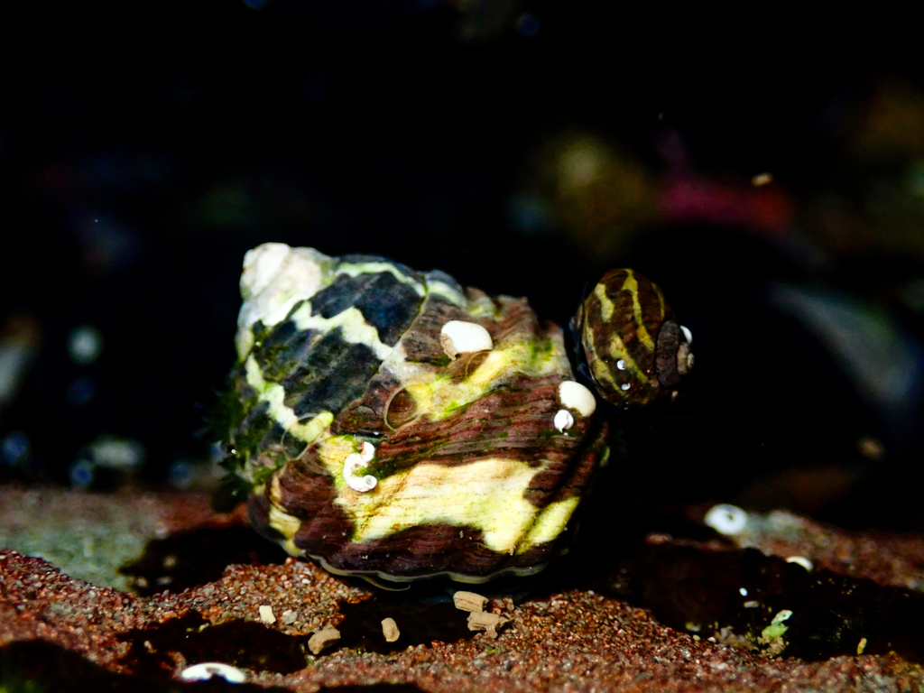 Zebra Top Snail From Bateau Bay Beach Nsw Australia On April