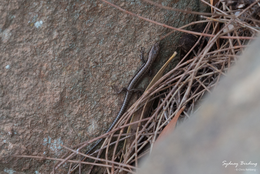 Agile Coolskink From Launceston TAS Australia On April 8 2024 At 12