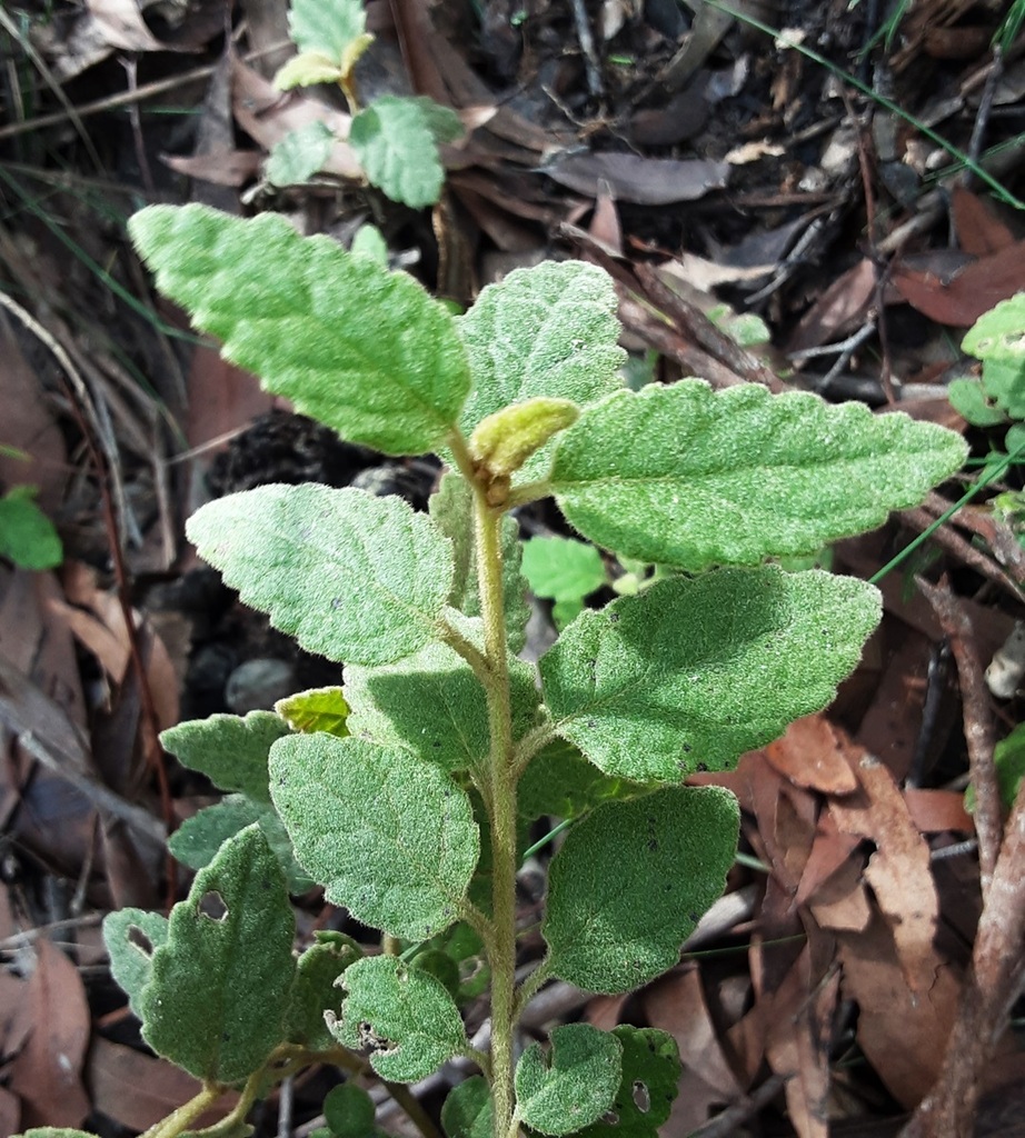 Toothed Daisy Bush From Mountain Lagoon Nsw Australia On April