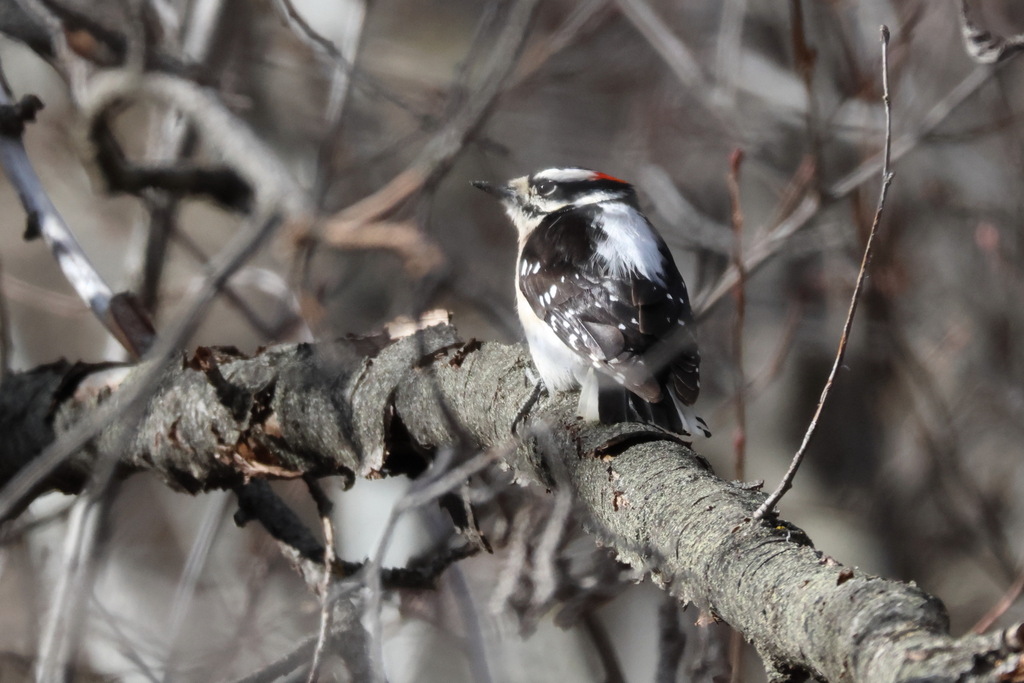 Downy Woodpecker From Yakima County WA USA On April 8 2024 At 08 41