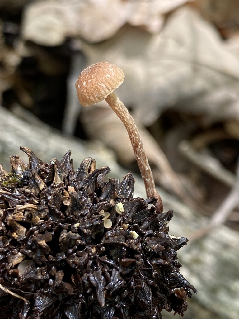 Felted Twiglet In April By Jim Oehmke On Sweetgum Ball Featuring