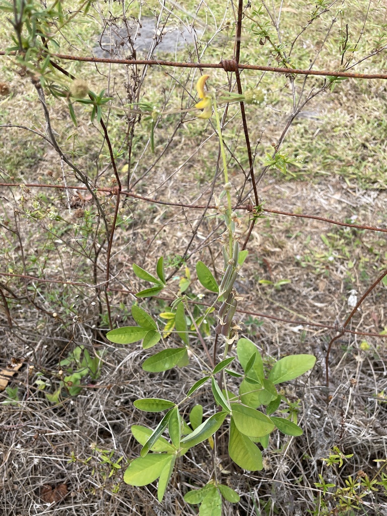 Rattlepods From Picos Rd Fort Pierce FL US On April 8 2024 At 09 54