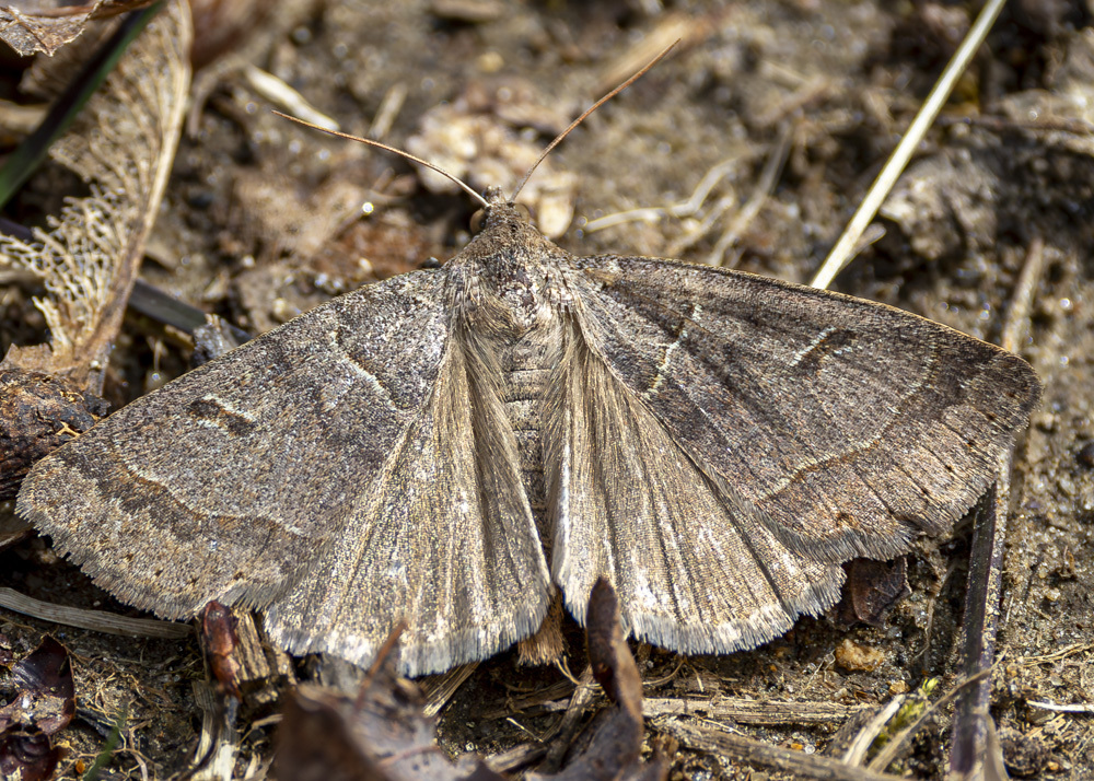 Common Oak Moth From Rockland County Ny Usa On April At